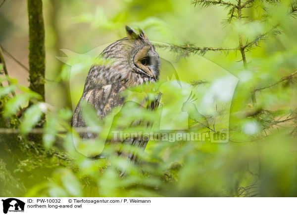 Waldohreule / northern long-eared owl / PW-10032