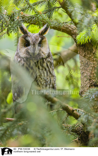 Waldohreule / northern long-eared owl / PW-10036