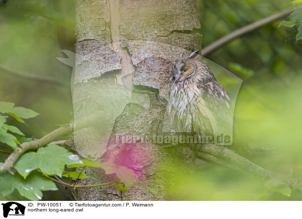 Waldohreule / northern long-eared owl / PW-10051