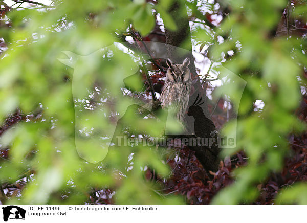 Long-eared Owl / FF-11496