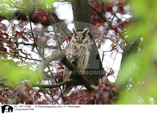 Long-eared Owl / FF-11499