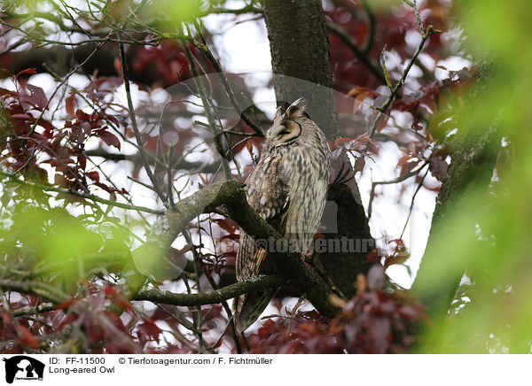 Waldohreule / Long-eared Owl / FF-11500