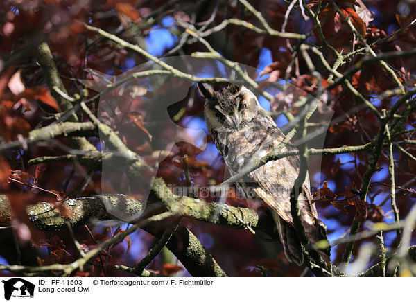 Waldohreule / Long-eared Owl / FF-11503