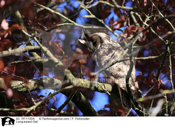 Waldohreule / Long-eared Owl / FF-11504