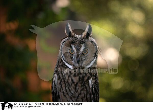 Waldohreule / northern long-earedowl / SIB-02133