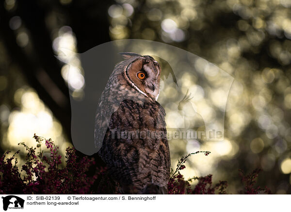 Waldohreule / northern long-earedowl / SIB-02139