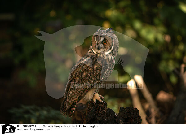 northern long-earedowl / SIB-02148