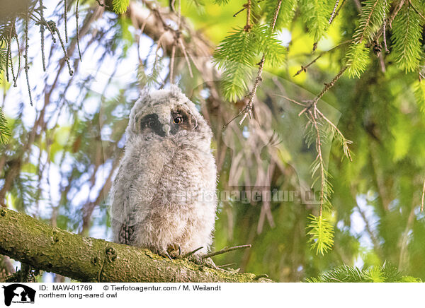 Waldohreule / northern long-eared owl / MAW-01769