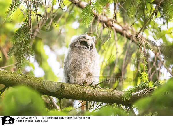 Waldohreule / northern long-eared owl / MAW-01770