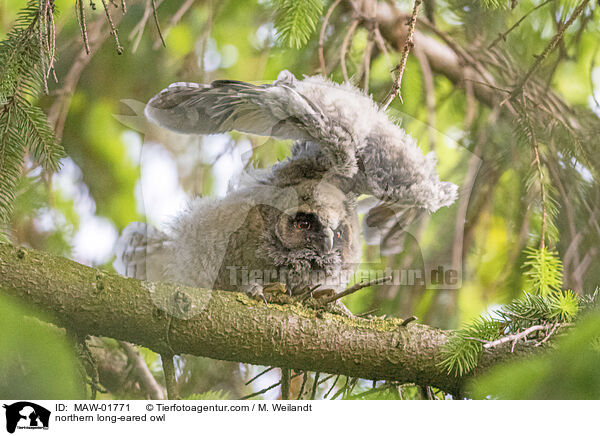 Waldohreule / northern long-eared owl / MAW-01771