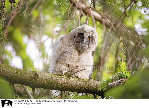 Waldohreule / northern long-eared owl / MAW-01772