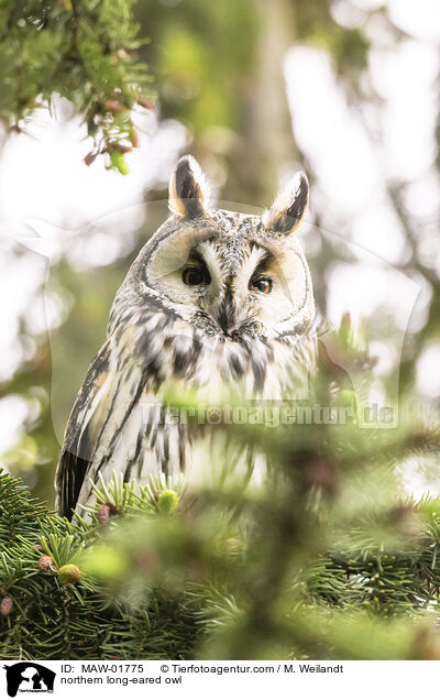 Waldohreule / northern long-eared owl / MAW-01775