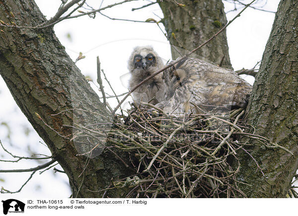 Waldohreulen / northern long-eared owls / THA-10615