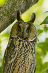 Long-eared Owl