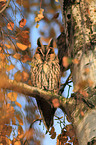 northern long-eared owl