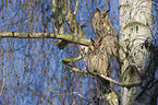 northern long-eared owls