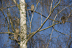 northern long-eared owls