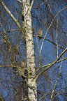 northern long-eared owls