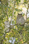 northern long-eared owl