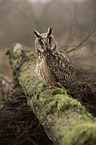 northern long-eared owl