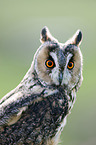 northern long-eared owl