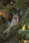 northern long-eared owl