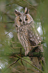 northern long-eared owl