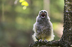 northern long-eared owl