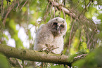 northern long-eared owl