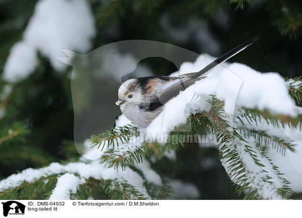 long-tailed tit / DMS-04932