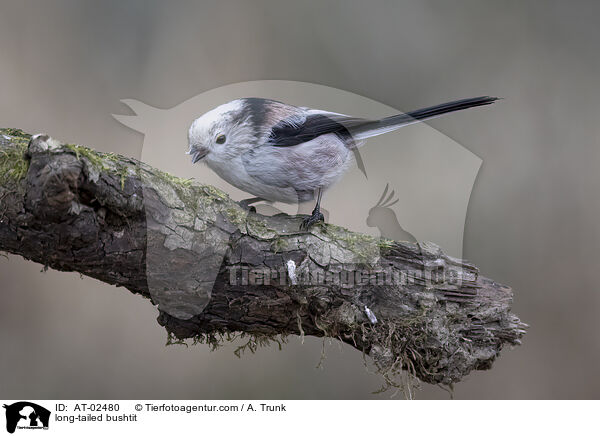 Schwanzmeise / long-tailed bushtit / AT-02480