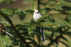 long-tailed tit