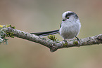 long-tailed bushtit