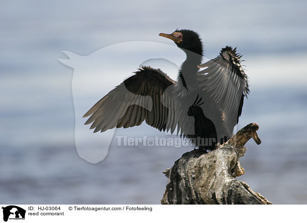 Riedscharbe / reed cormorant / HJ-03064