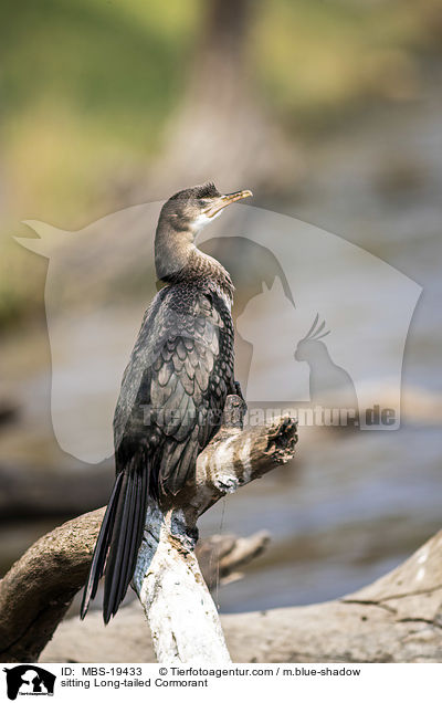 sitzende Riedscharbe / sitting Long-tailed Cormorant / MBS-19433