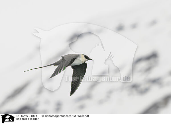 Falkenraubmwe / long-tailed jaeger / MAW-01004