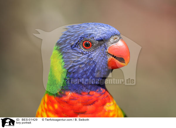 Lori Portrait / lory portrait / BES-01429