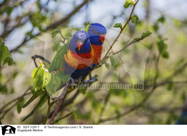 Loris / Vogelpark Marlow / SST-12911