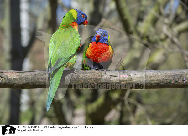 Loris / Vogelpark Marlow / SST-12919