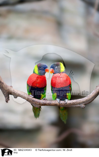 Loris / lory / MAZ-04943