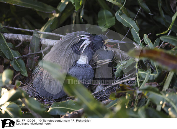 Louisiana tricolored heron / FF-13096