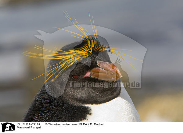 Goldschopfpinguin / Macaroni Penguin / FLPA-03187