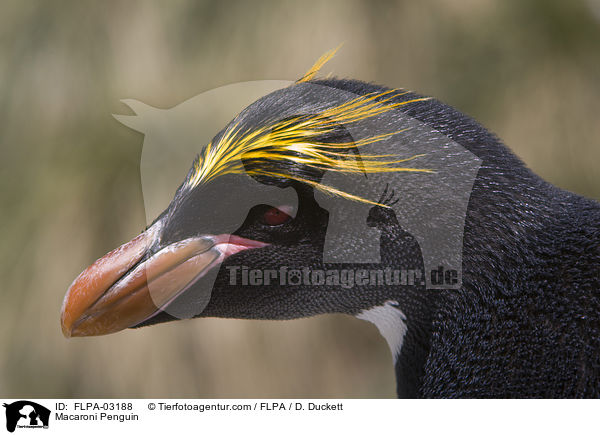 Macaroni Penguin / FLPA-03188