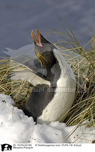 Macaroni Penguin / FLPA-03192