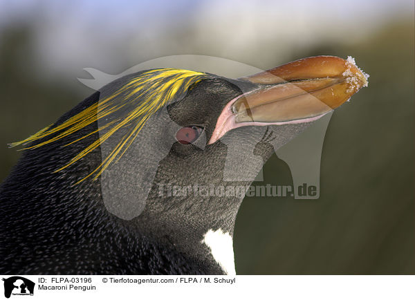 Goldschopfpinguin / Macaroni Penguin / FLPA-03196