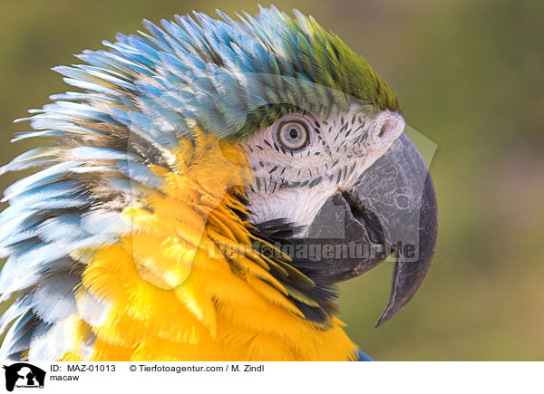 Ara / macaw / MAZ-01013