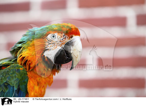 Hybrid Ara / hybrid macaw / JH-17481