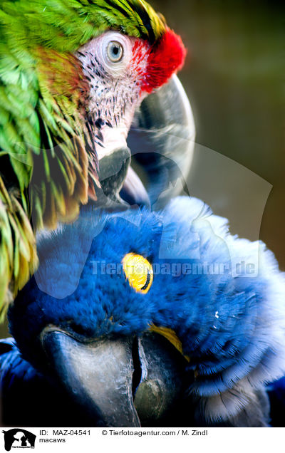 Aras / macaws / MAZ-04541