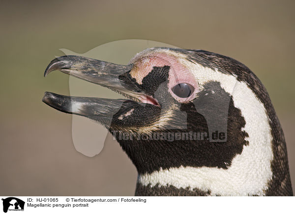 Magellanpinguin Portrait / Magellanic penguin portrait / HJ-01065