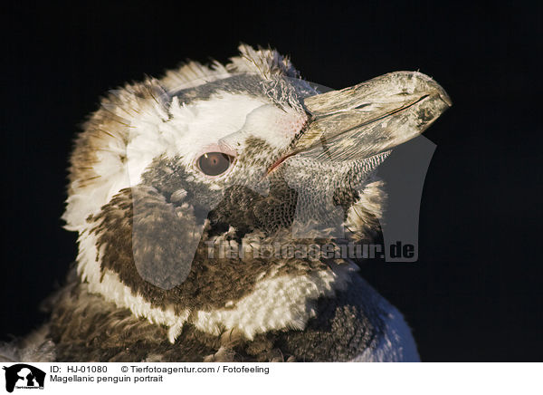 Magellanpinguin Portrait / Magellanic penguin portrait / HJ-01080